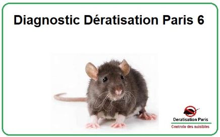 Diagnostic Dératisation Paris 6