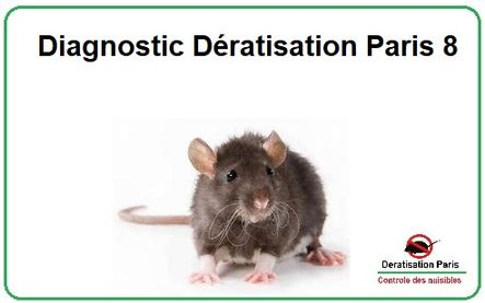 Diagnostic Dératisation Paris 8