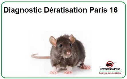 Diagnostic Dératisation Paris 16