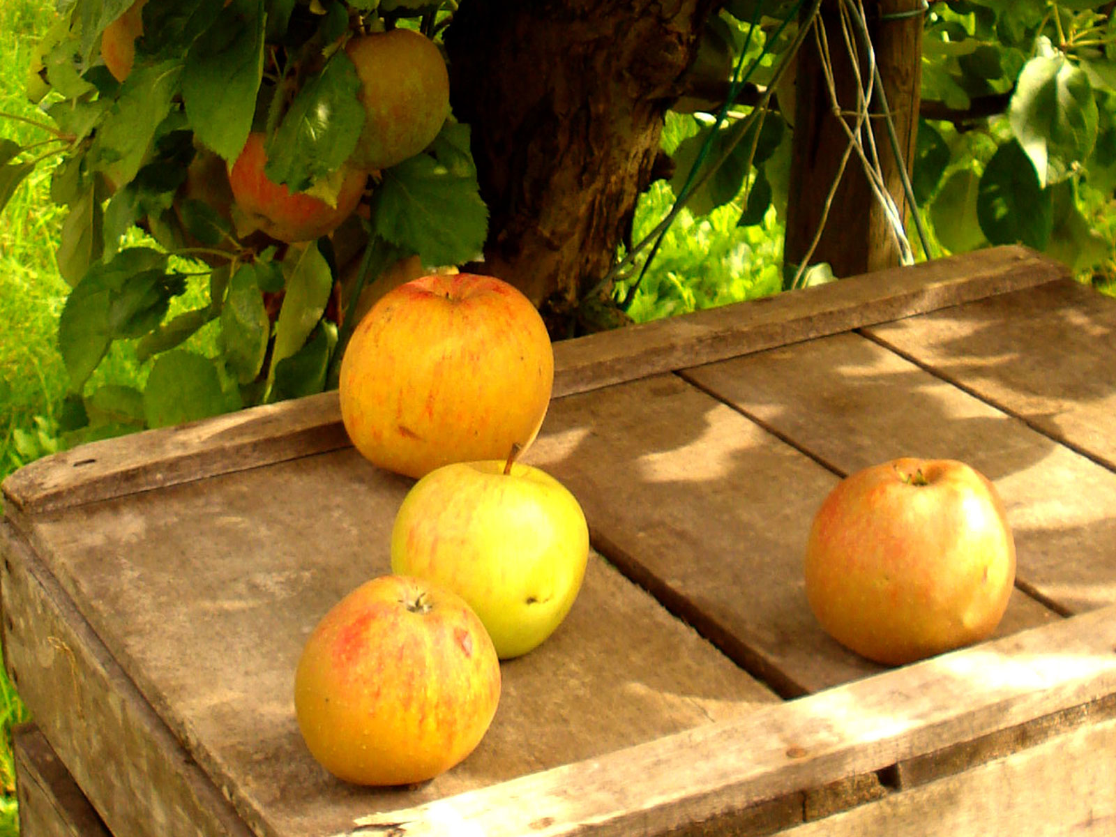 Rum 2010 09 23 les pommes