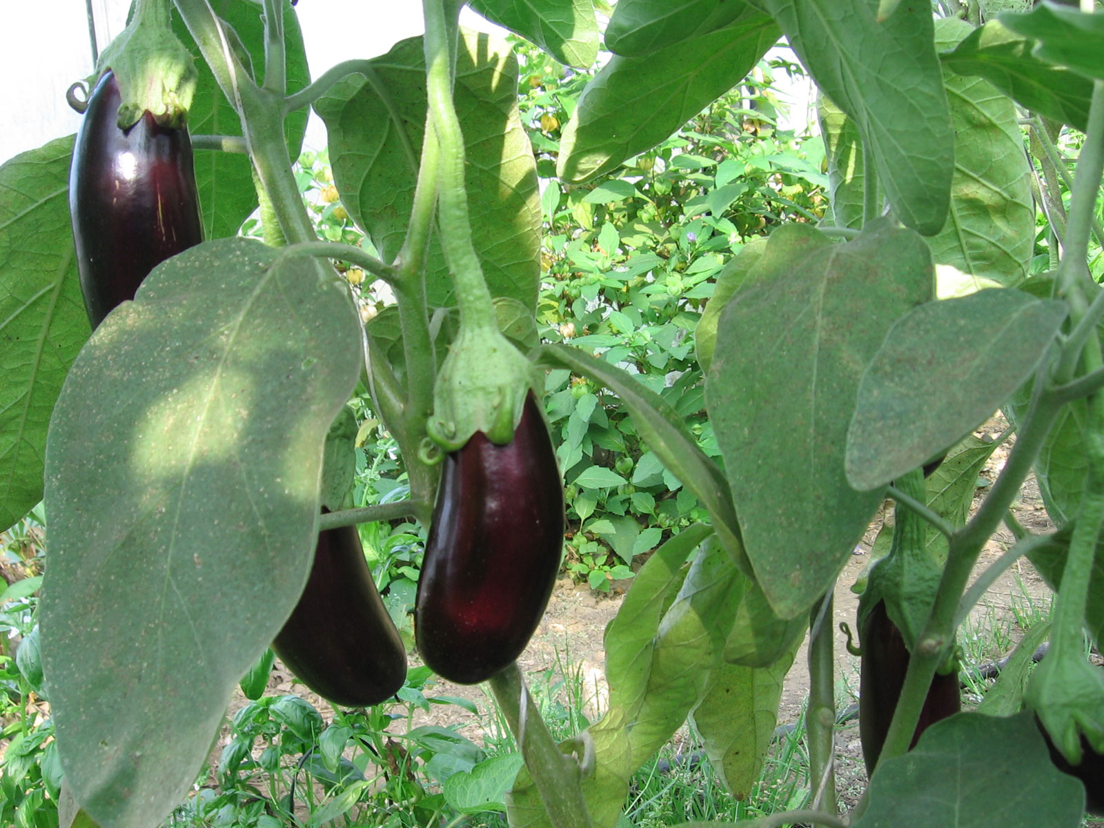 Rum aubergines 2007 08 25