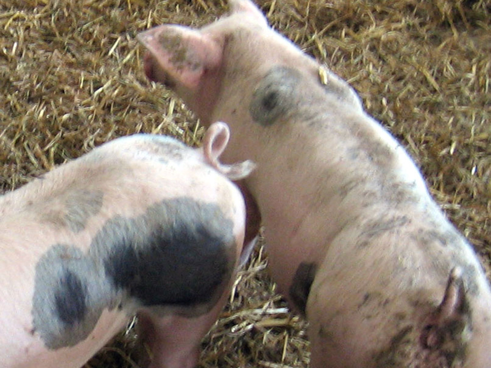 Rum les cochons 2009 08 28 29 30