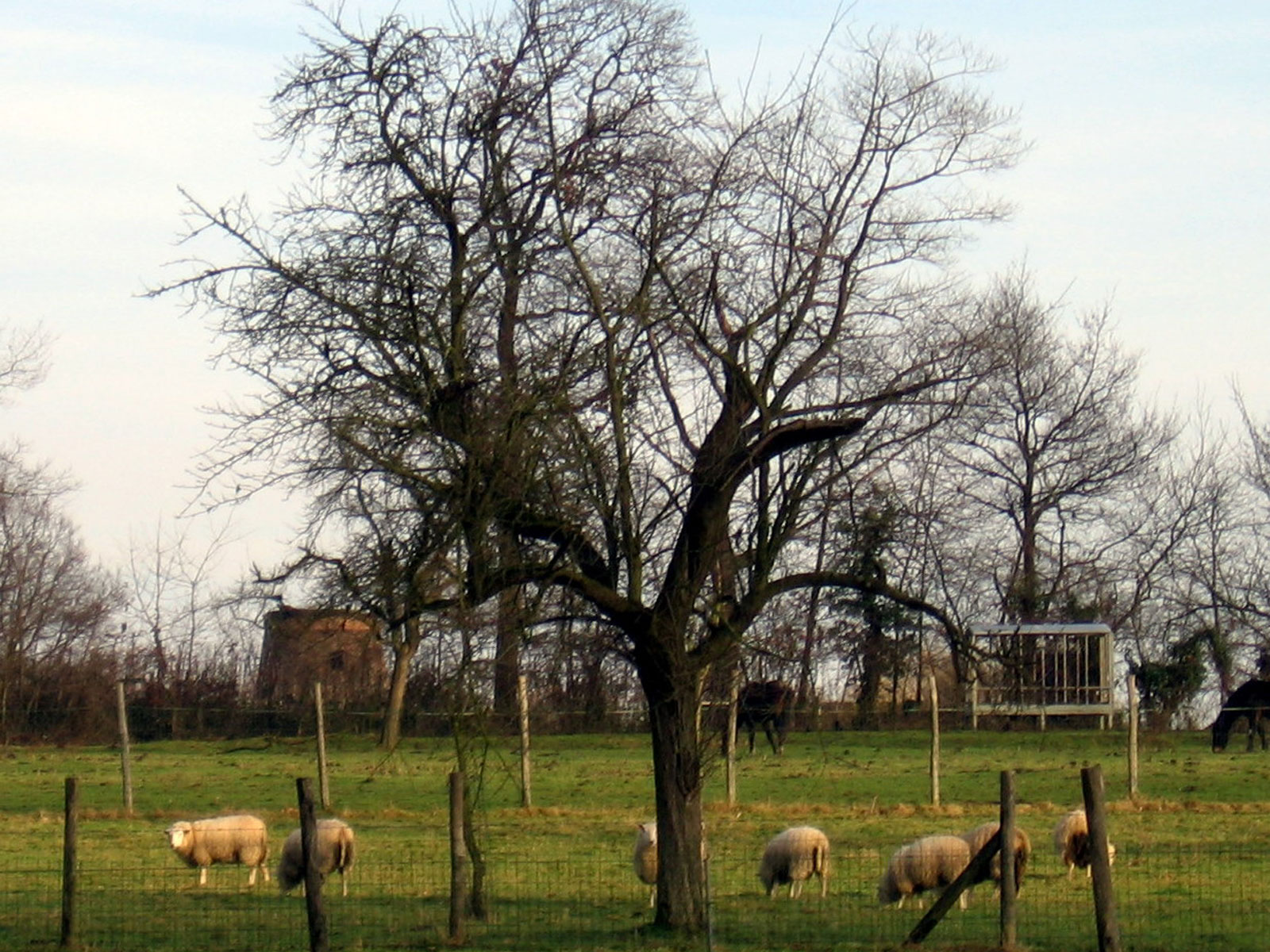 Rum moutons 2011 01 09
