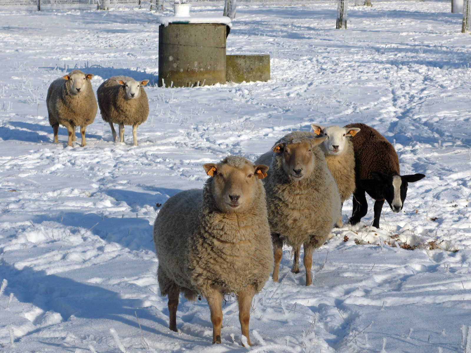 Rum moutons neige 2009 01