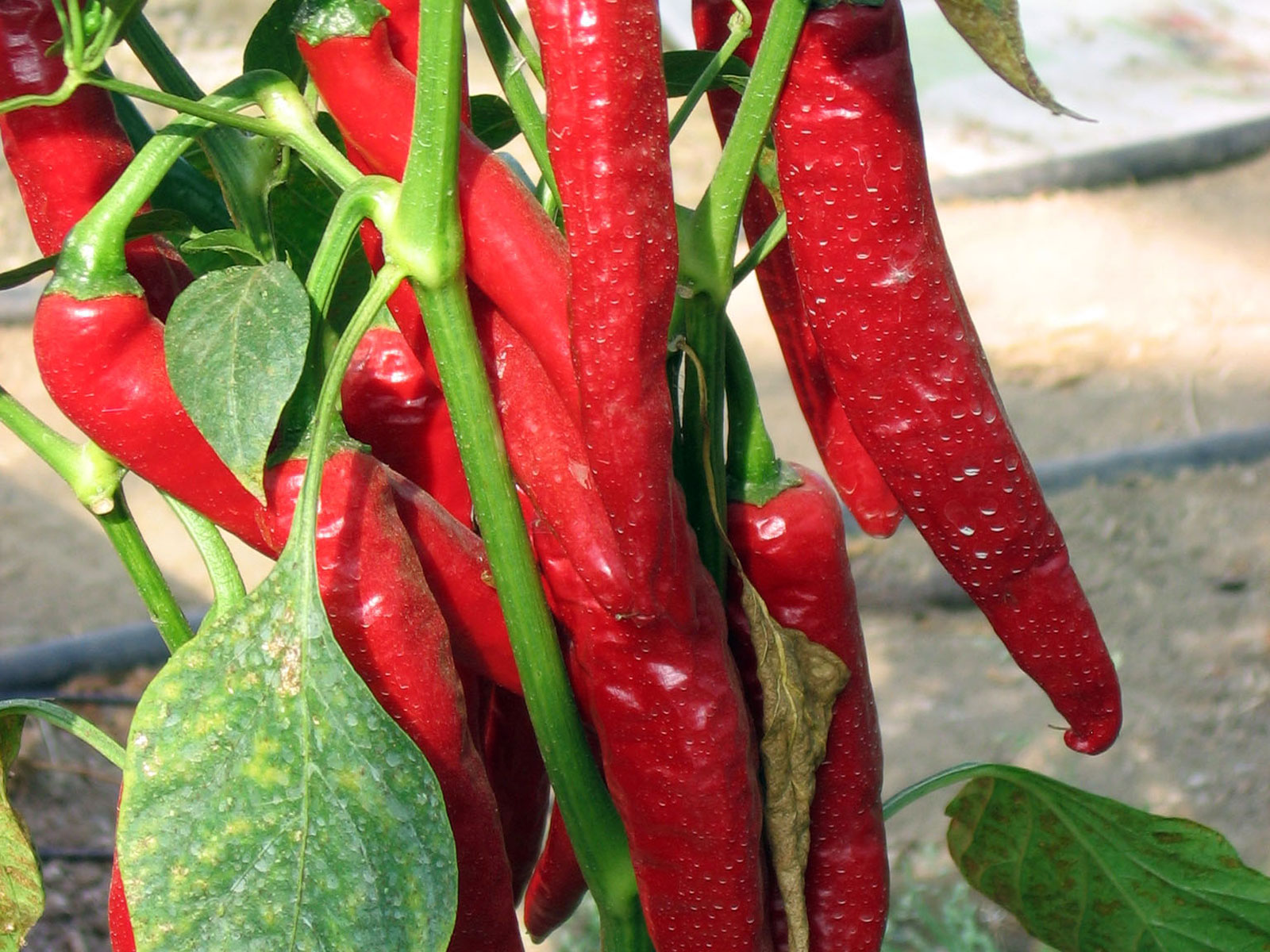 Rum piments 2007 08 25