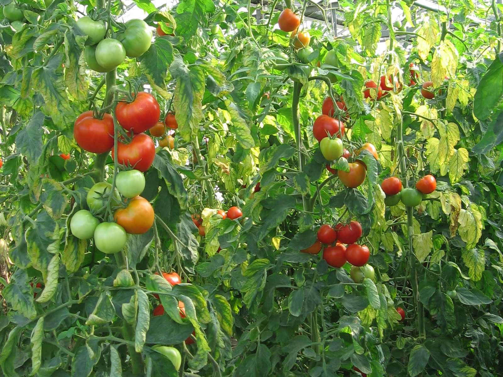 Rum plan de tomates 2007 08 25