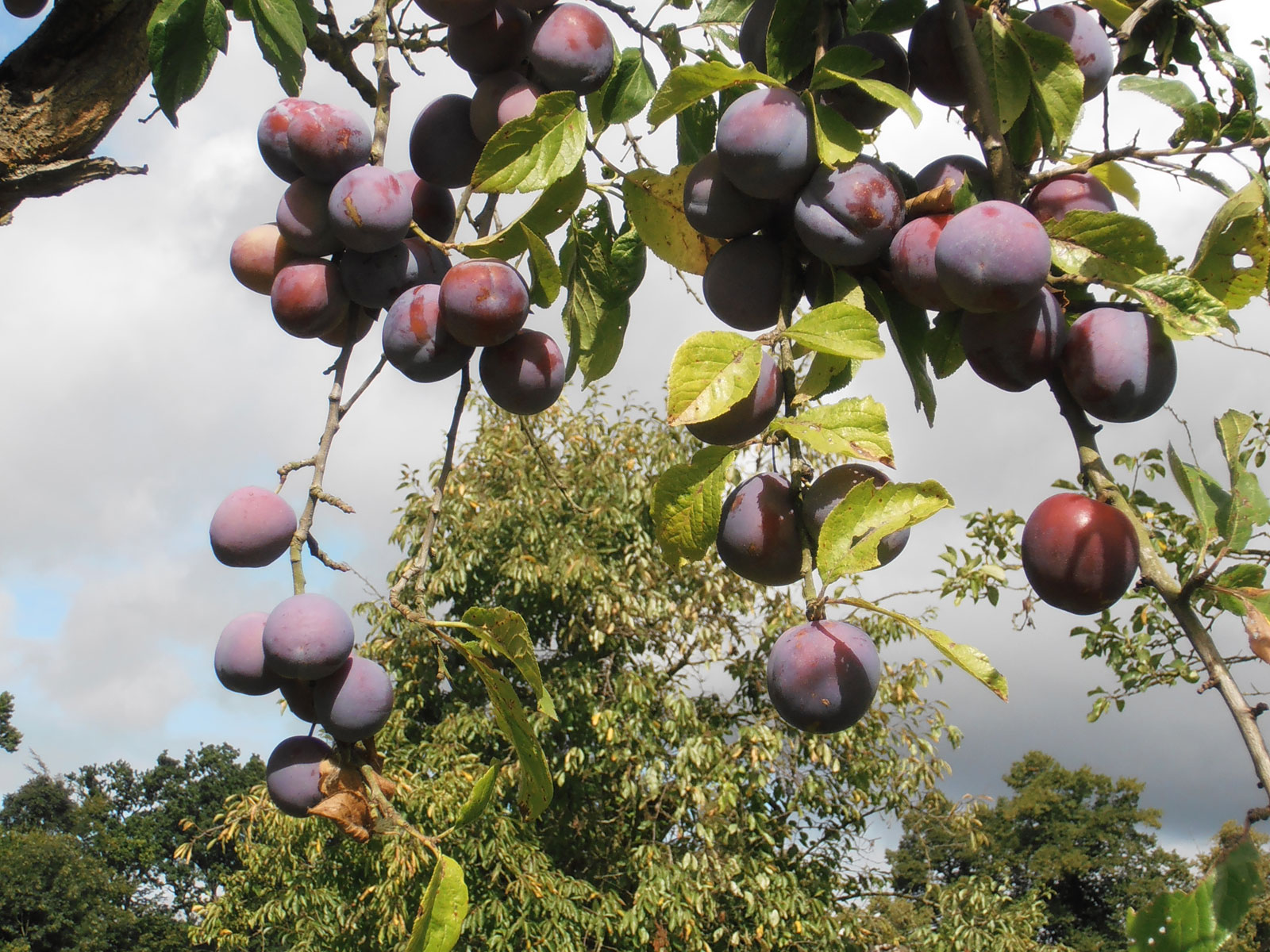 Rum prunes 2012 08 25