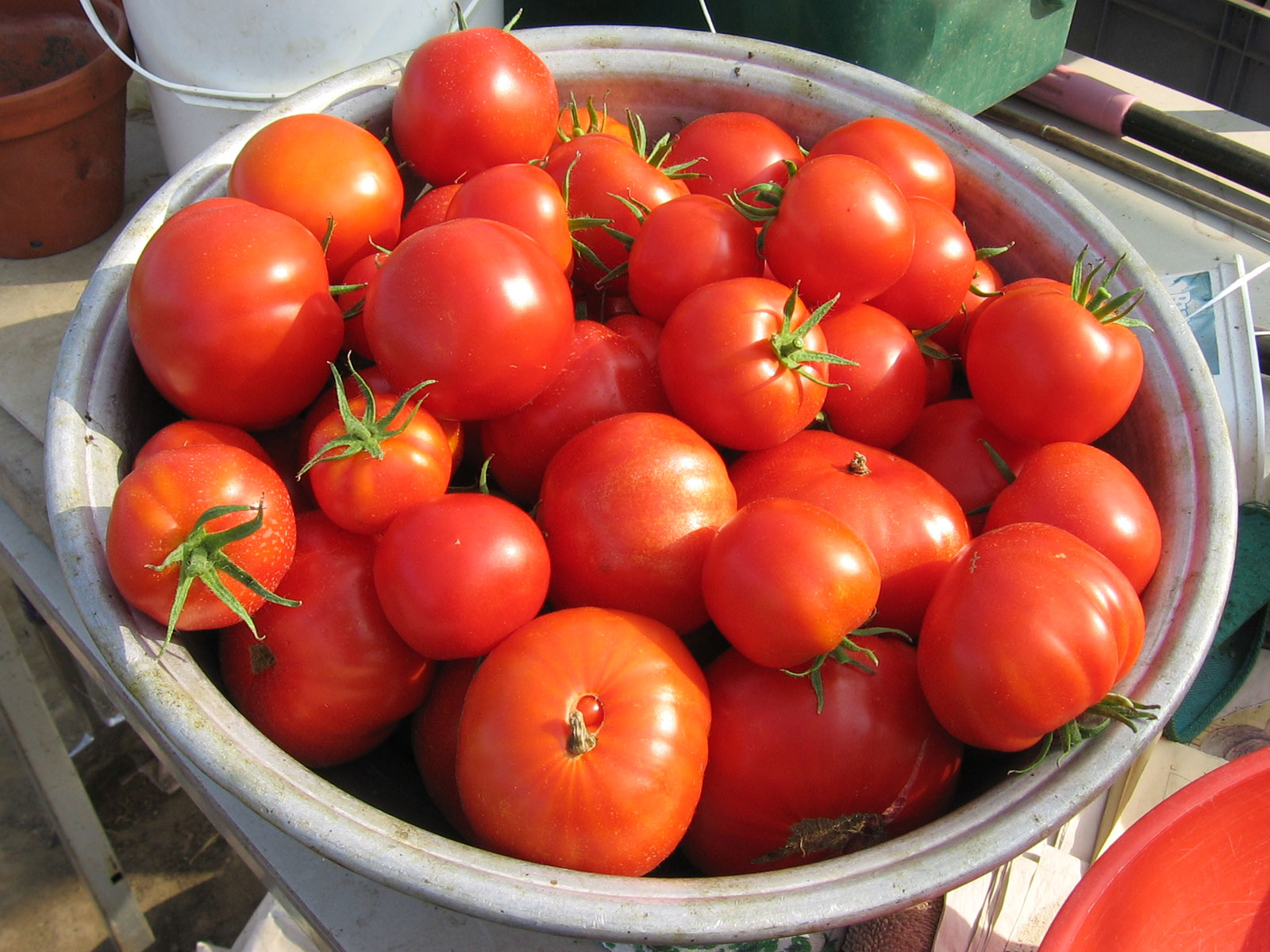 Rum tomates 2007 08 25