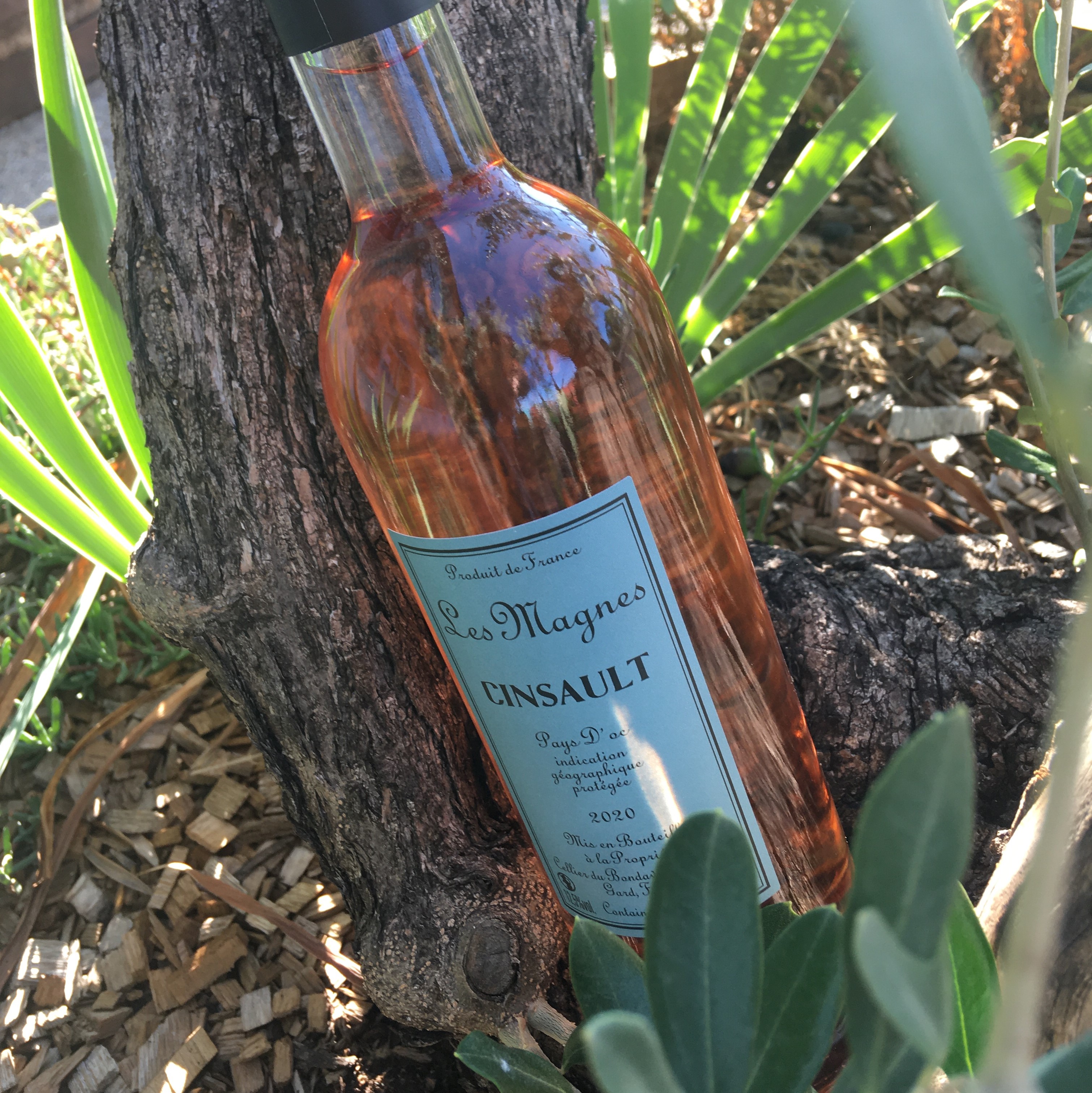 Cinsault inst