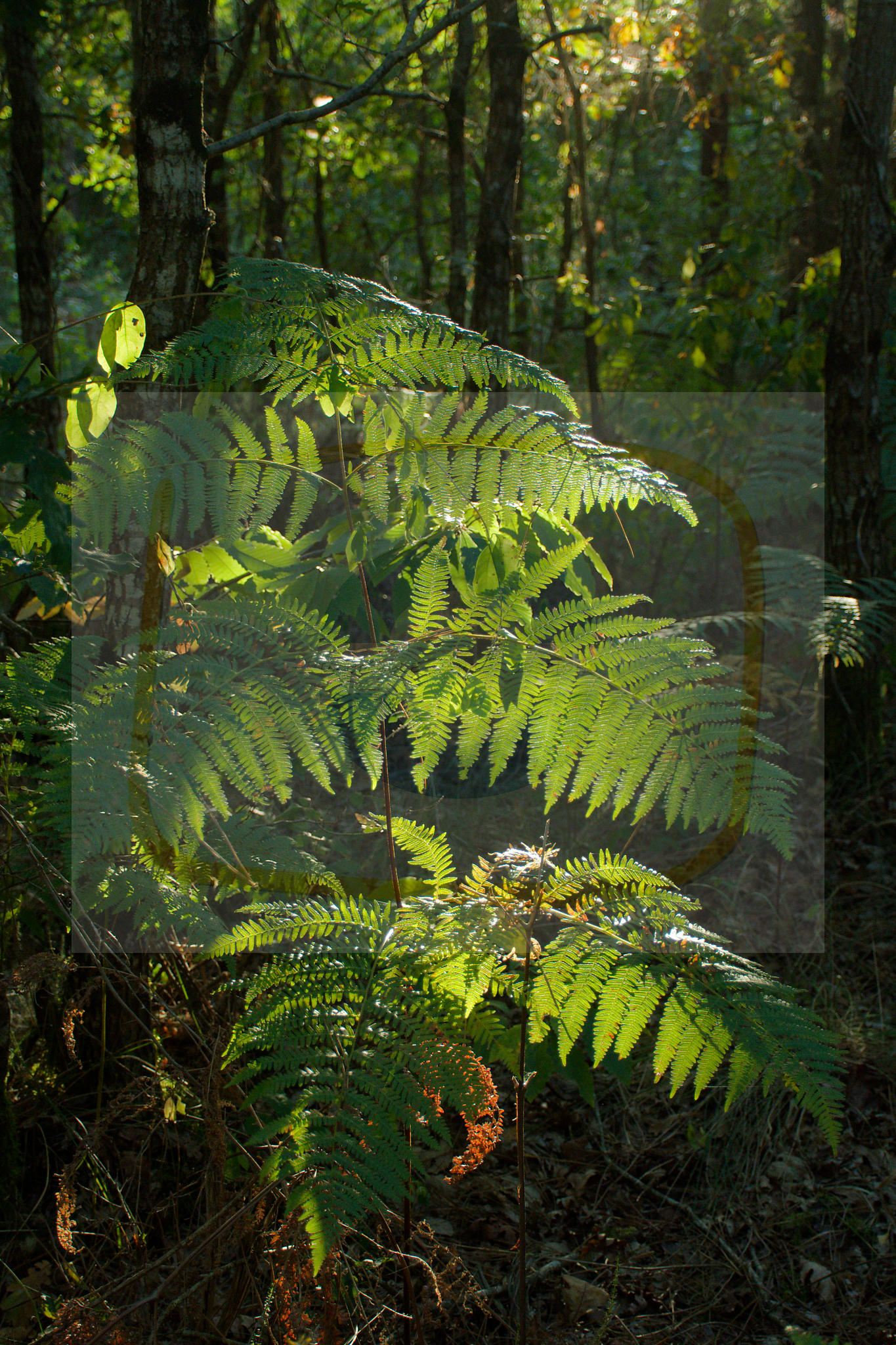 Dsc 9890 dxo 08 05112025