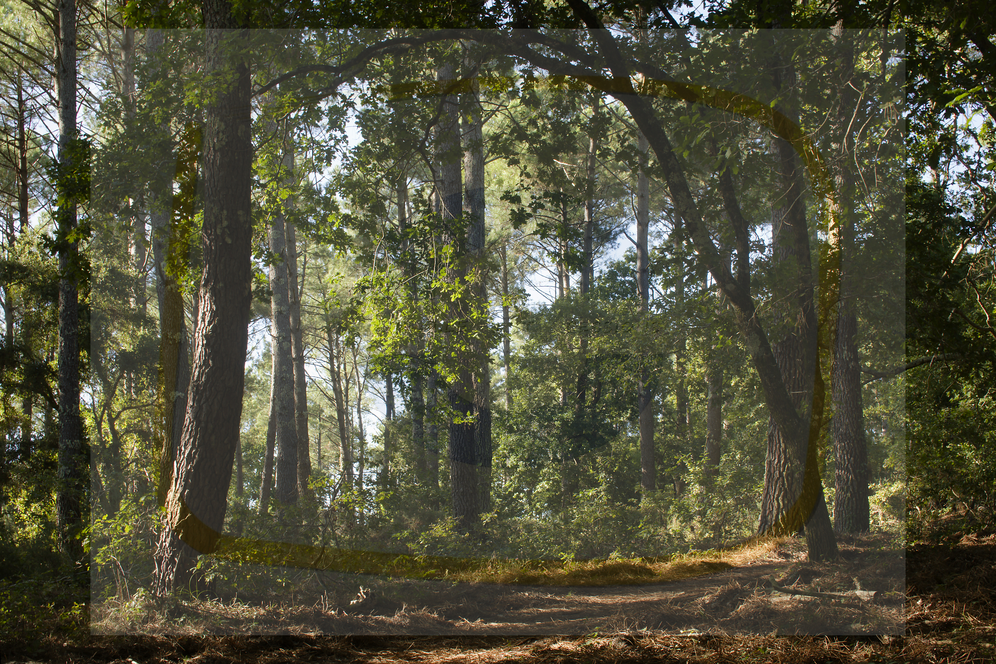  dsc3999 dxo 08 05112025