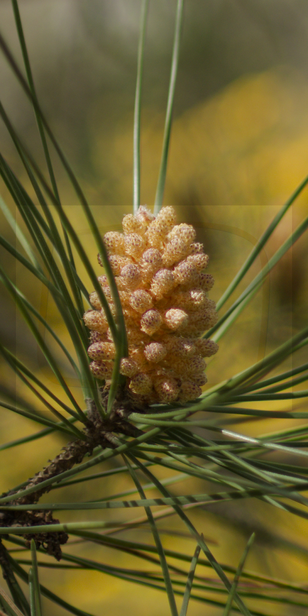  dsc1202 dxo 08 01112025