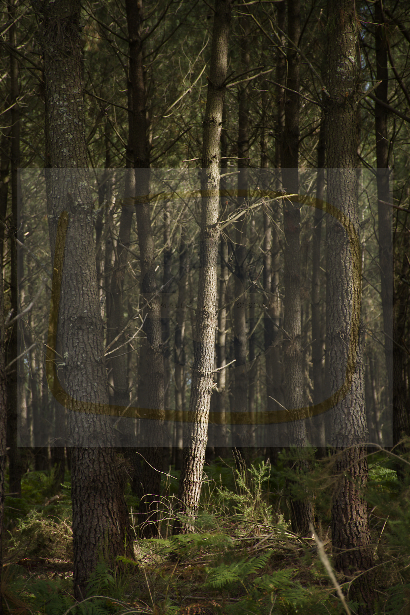  dsc5761 dxo 08 05112025