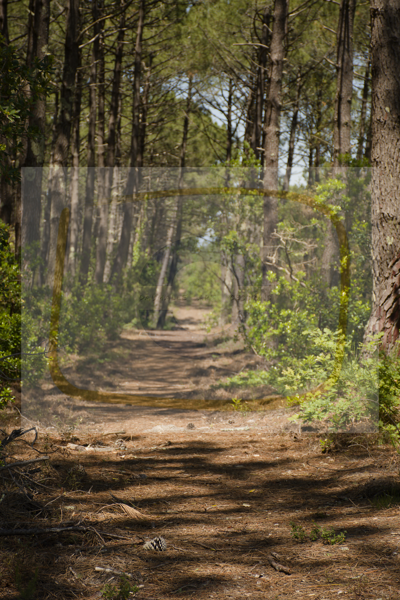  dsc4686 dxo 08 05112025