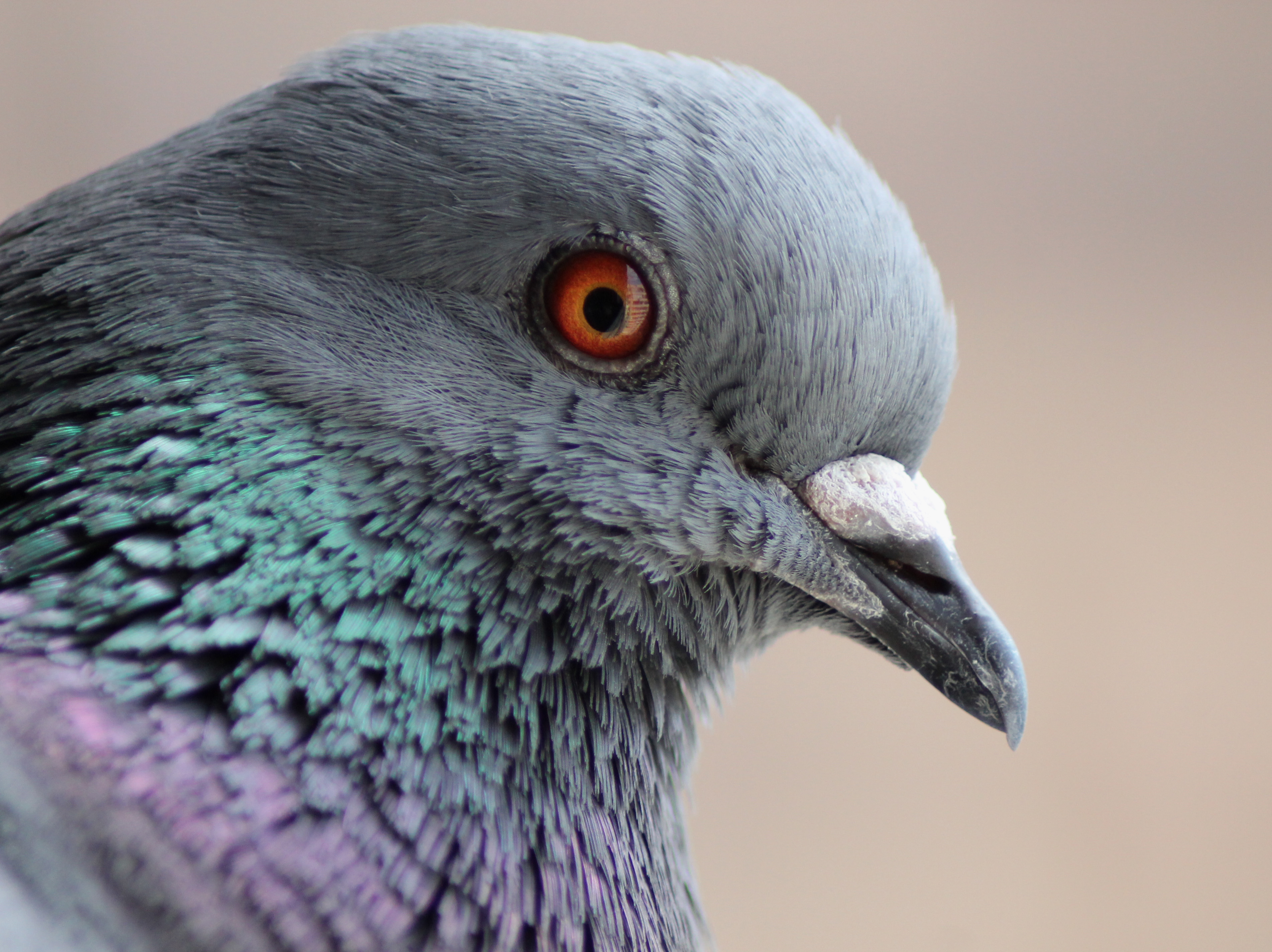 Pigeon tete