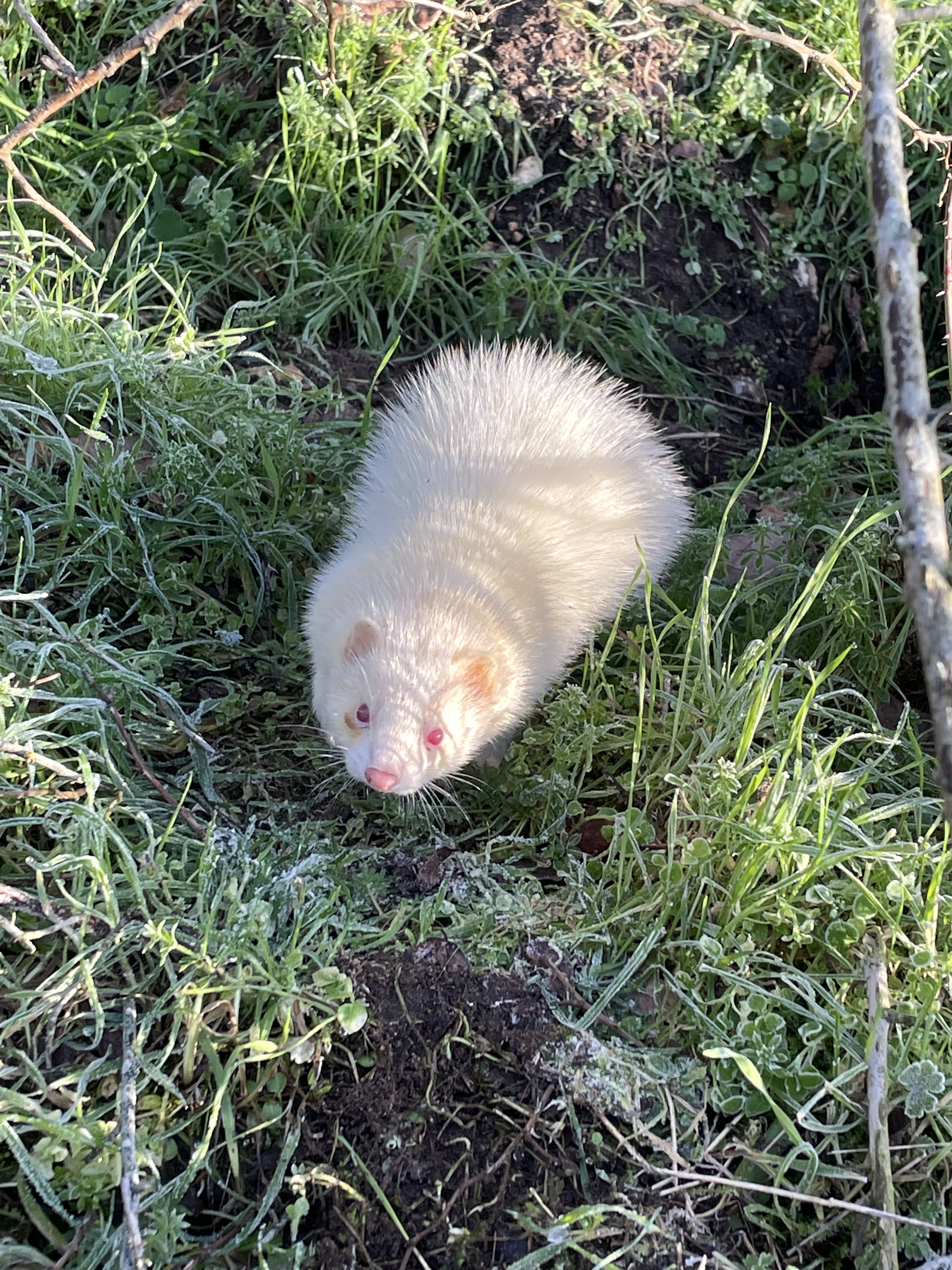 Furet 2