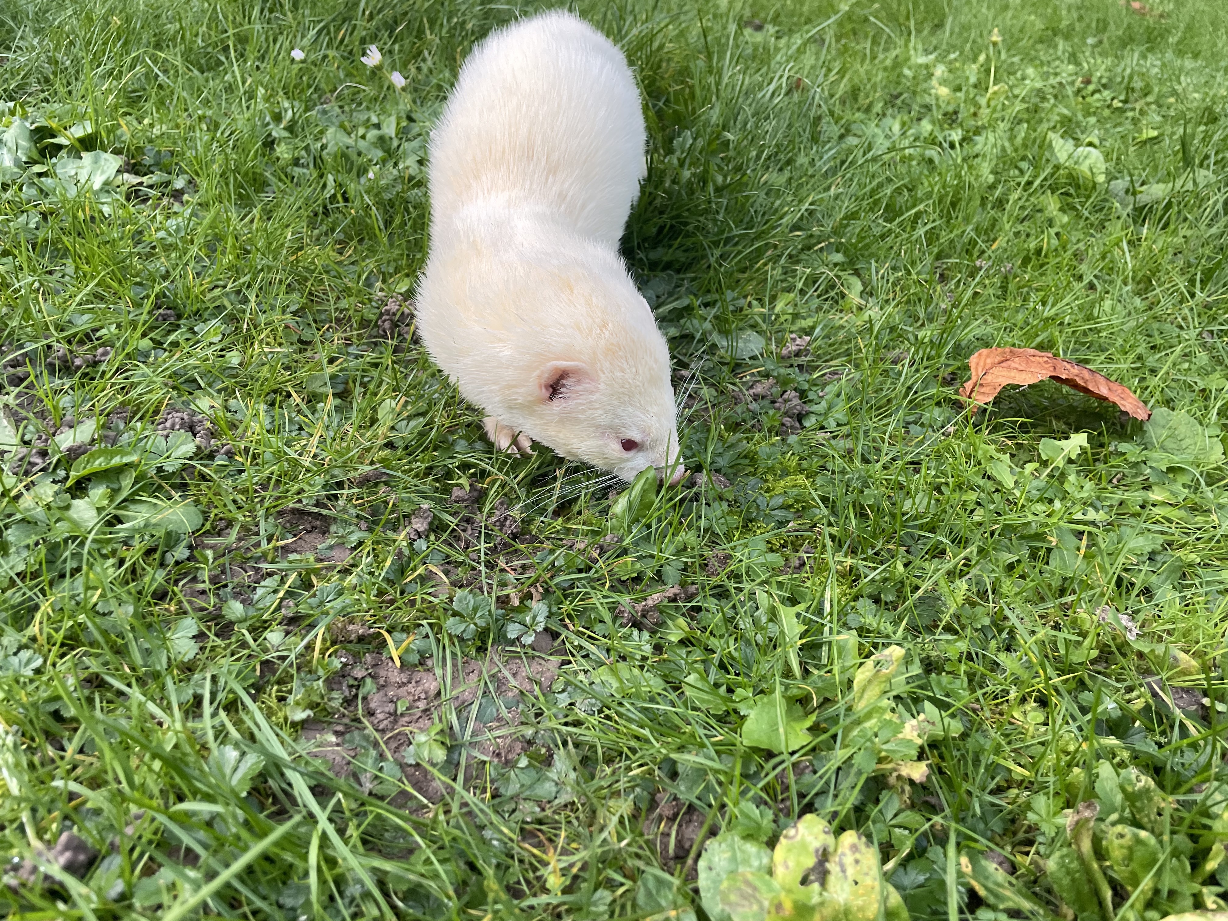 Furet-gratte