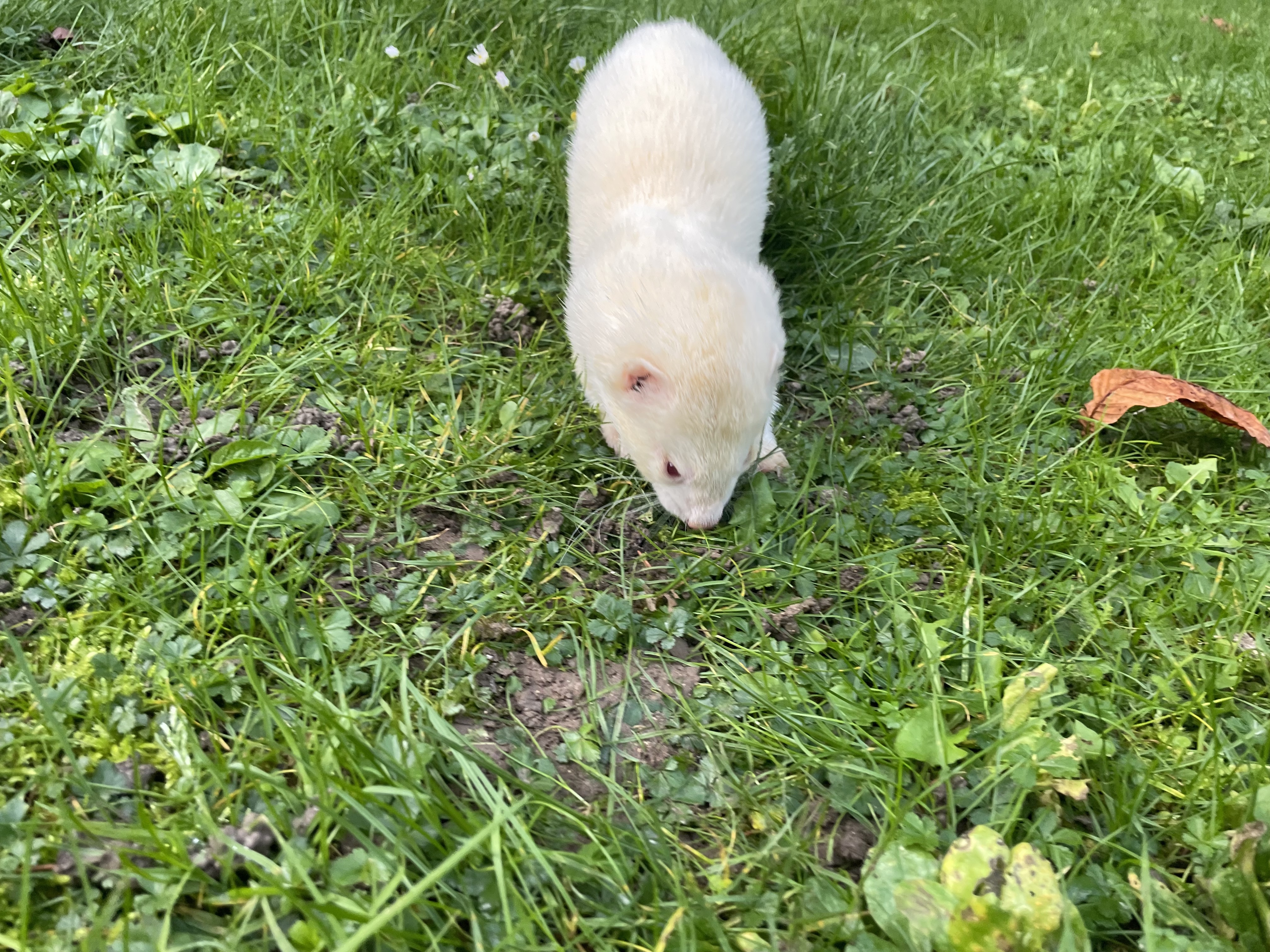 Furet gratte 2