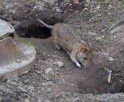 Rat-trou