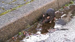 Rats