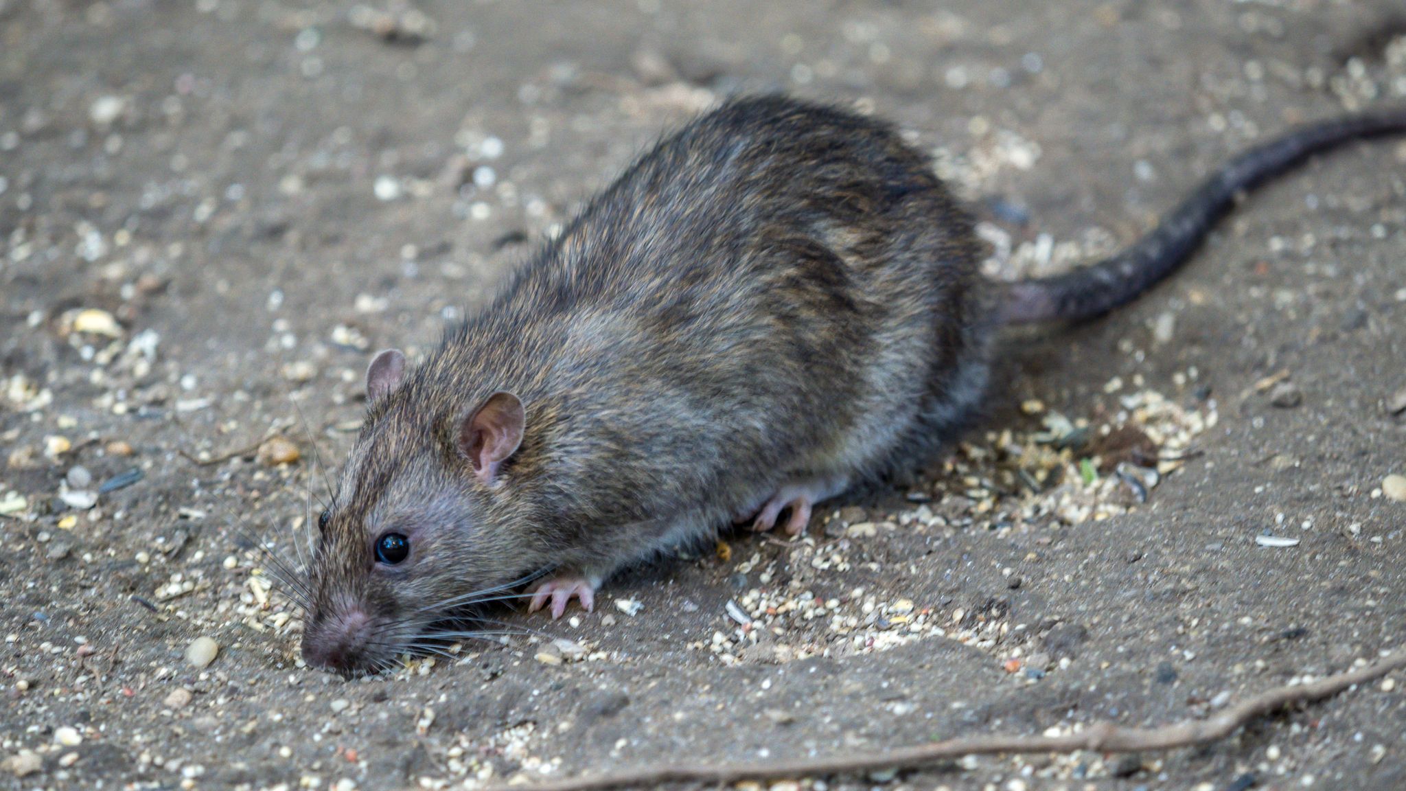 Rat rue