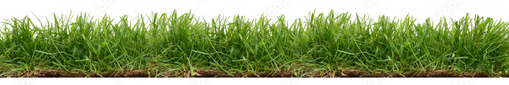 Herbe