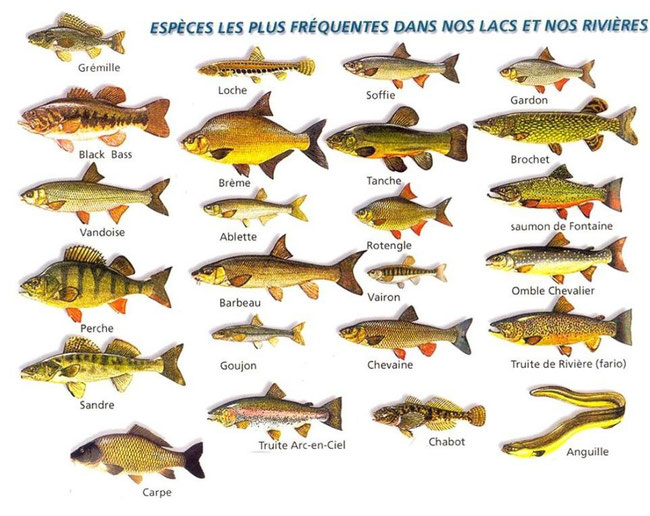Poisson