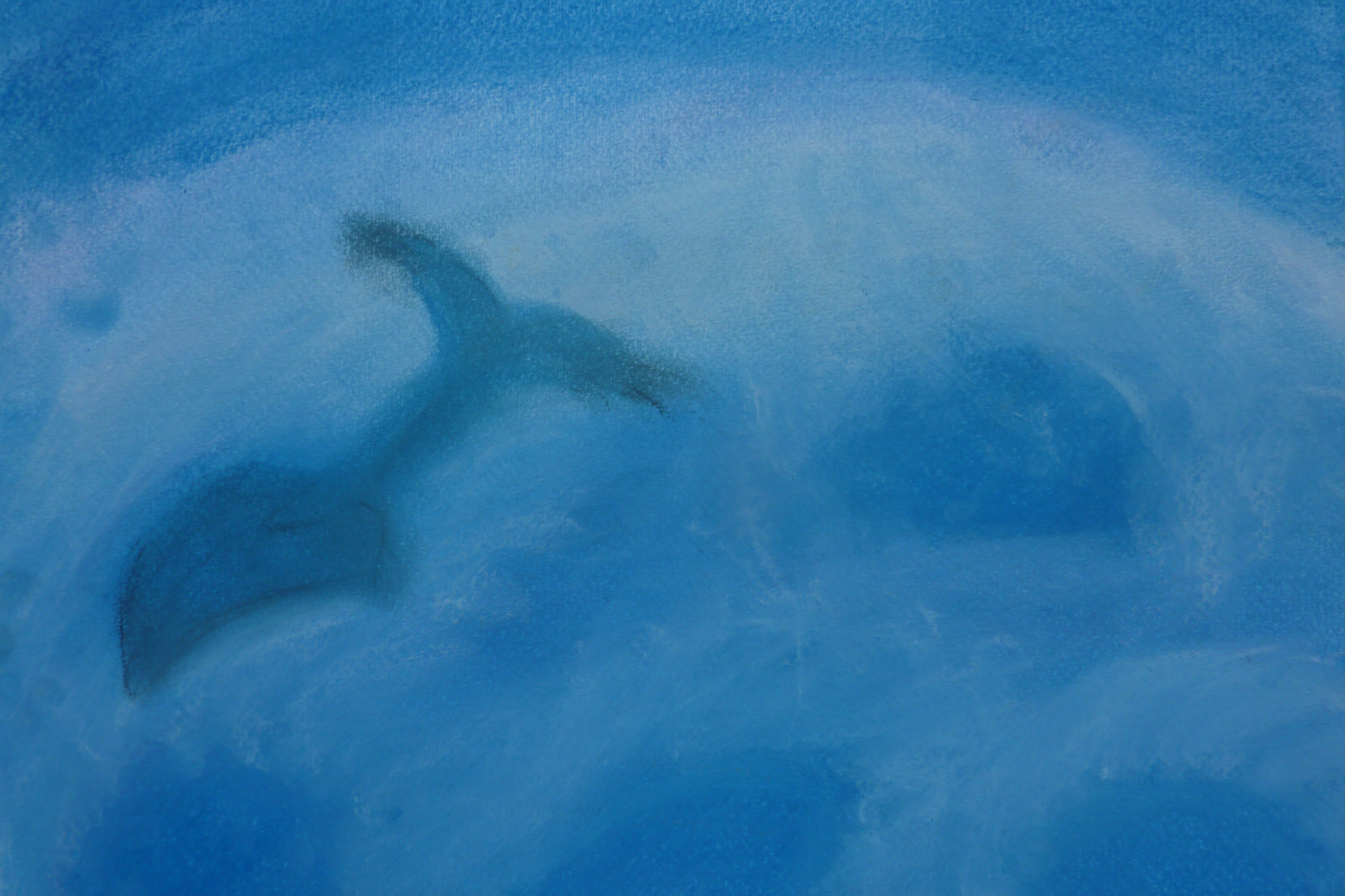 Grosse baleine