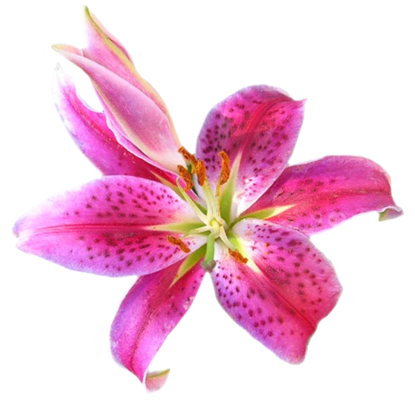 Lys rose 2