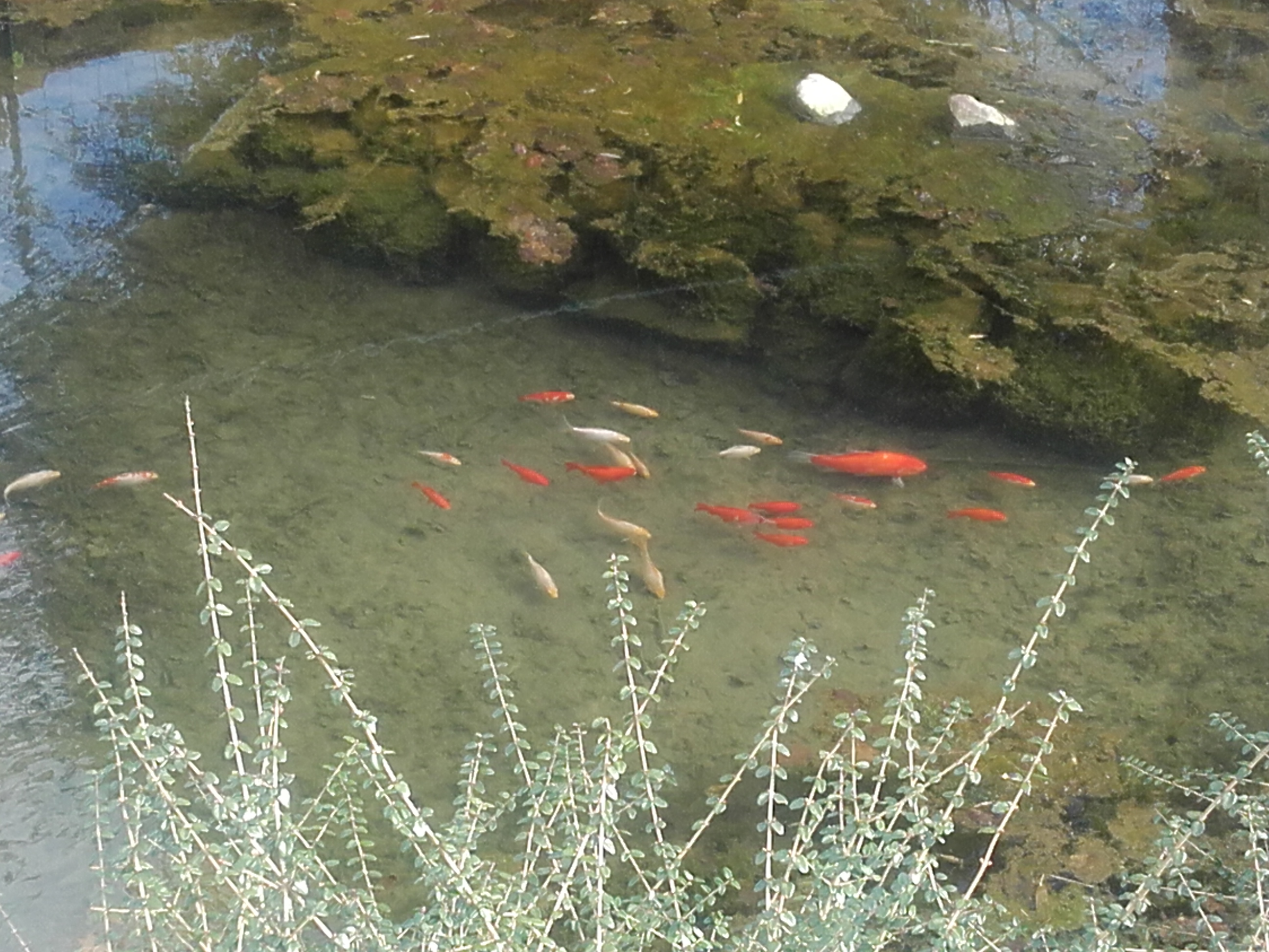 poisson loscouet