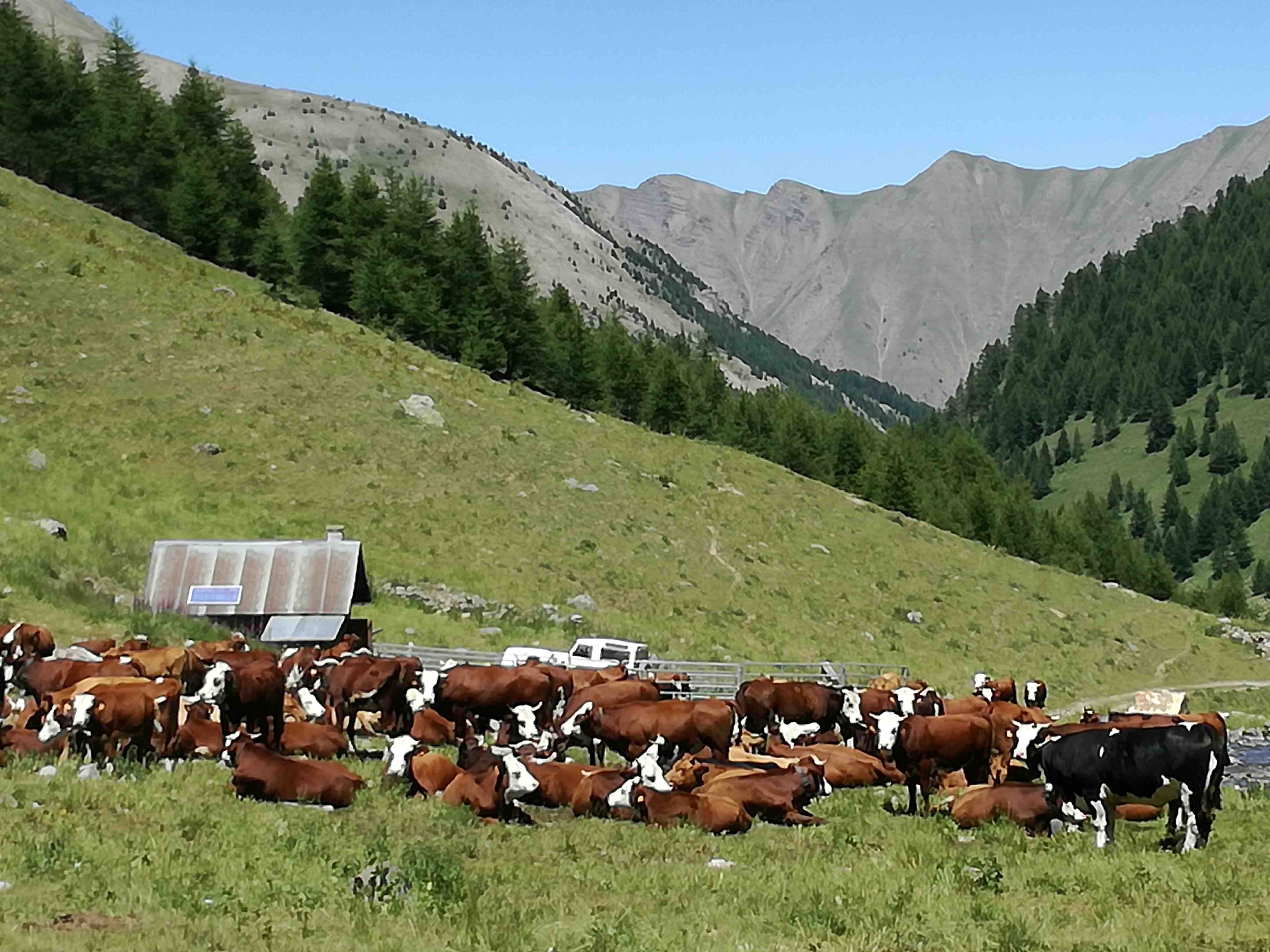Vaches grand vallon