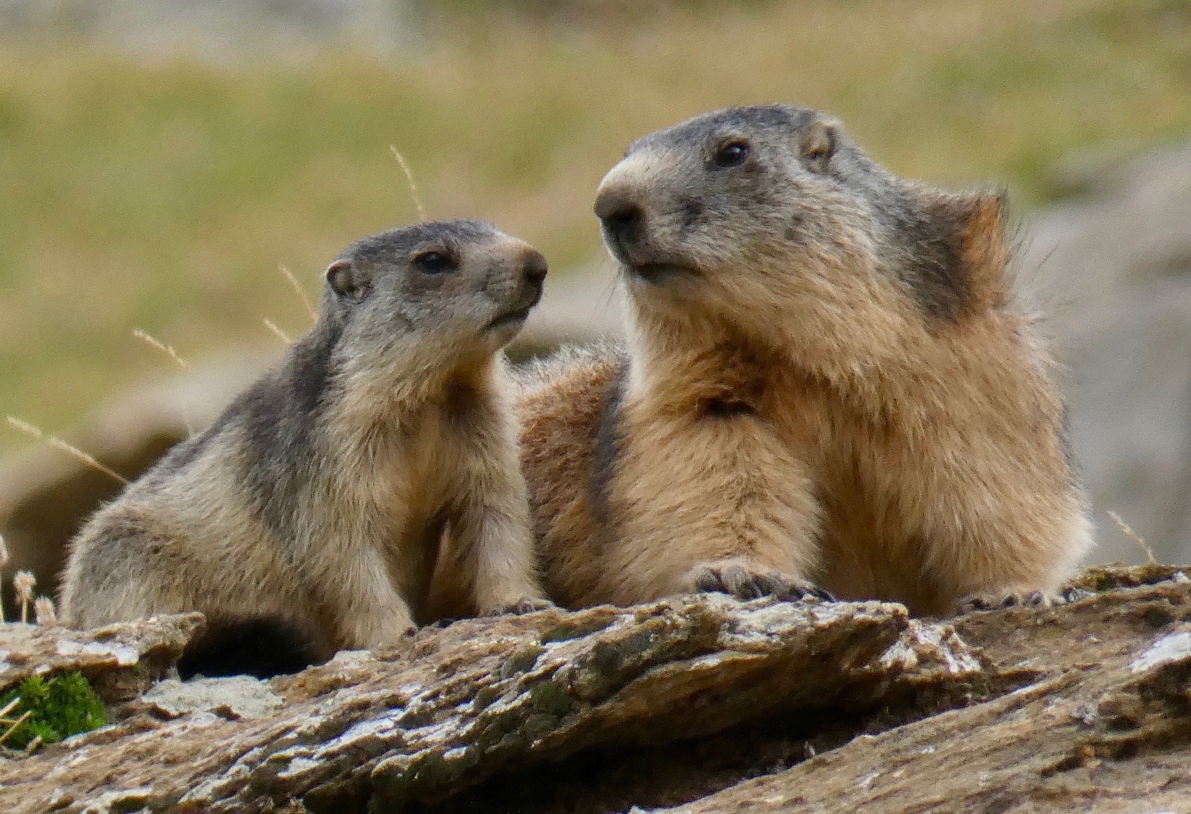 Marmottes