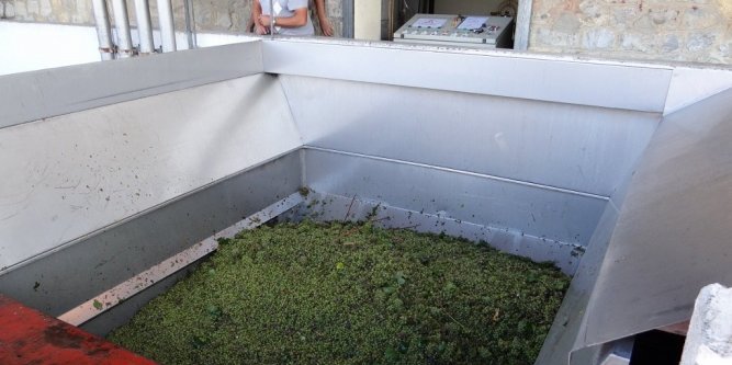 La vis sans fin va recuperer le raisins broye 1019475 667x333