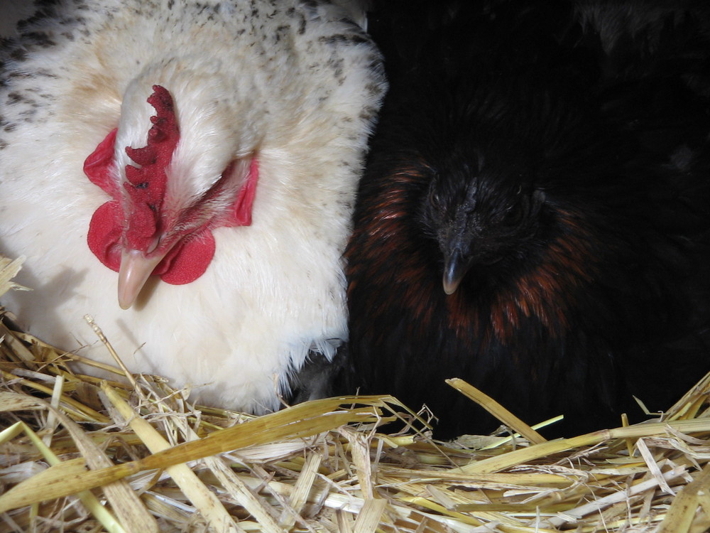 Poule 
