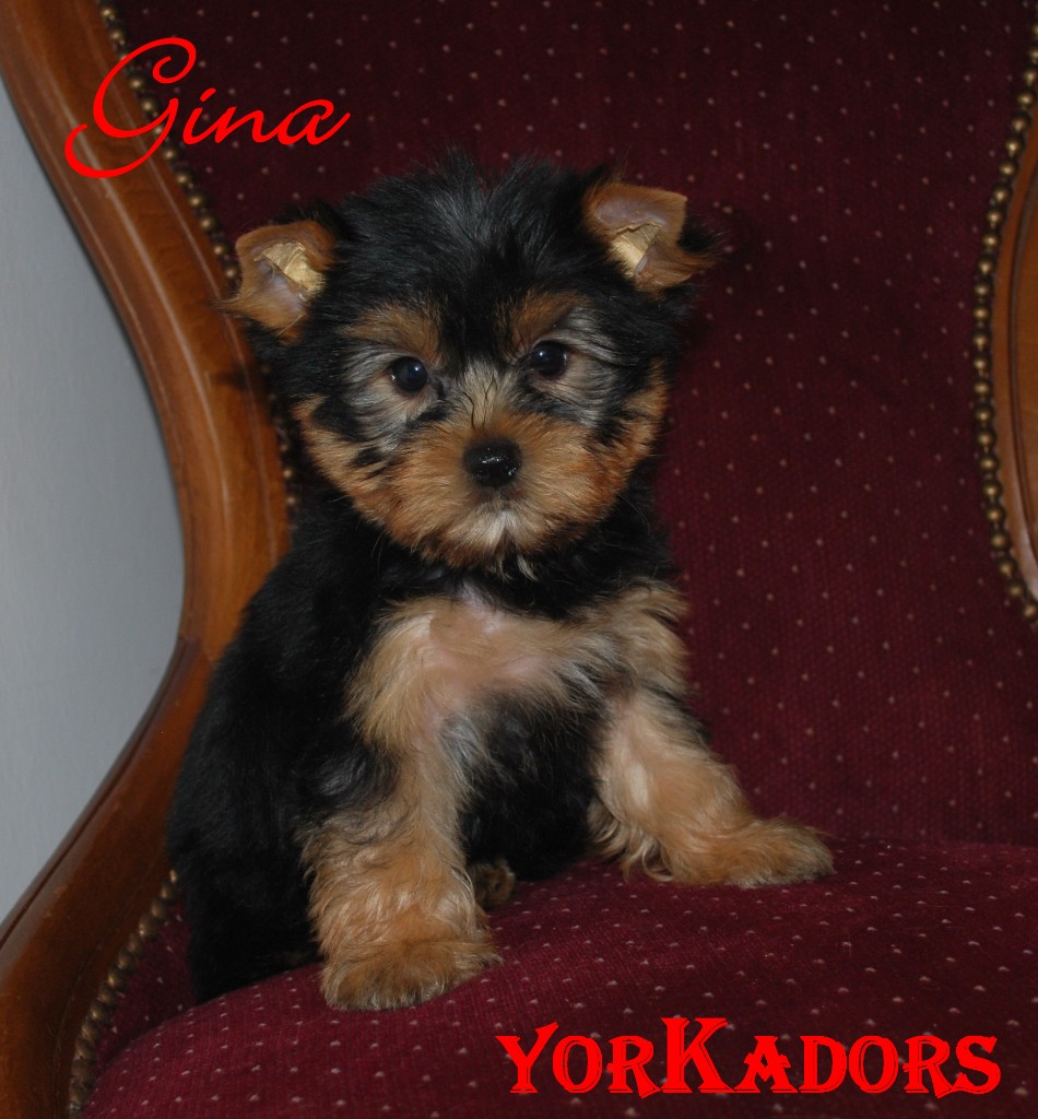 Gina