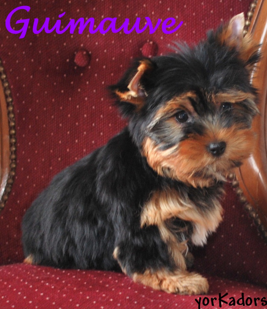 Guimauve25811