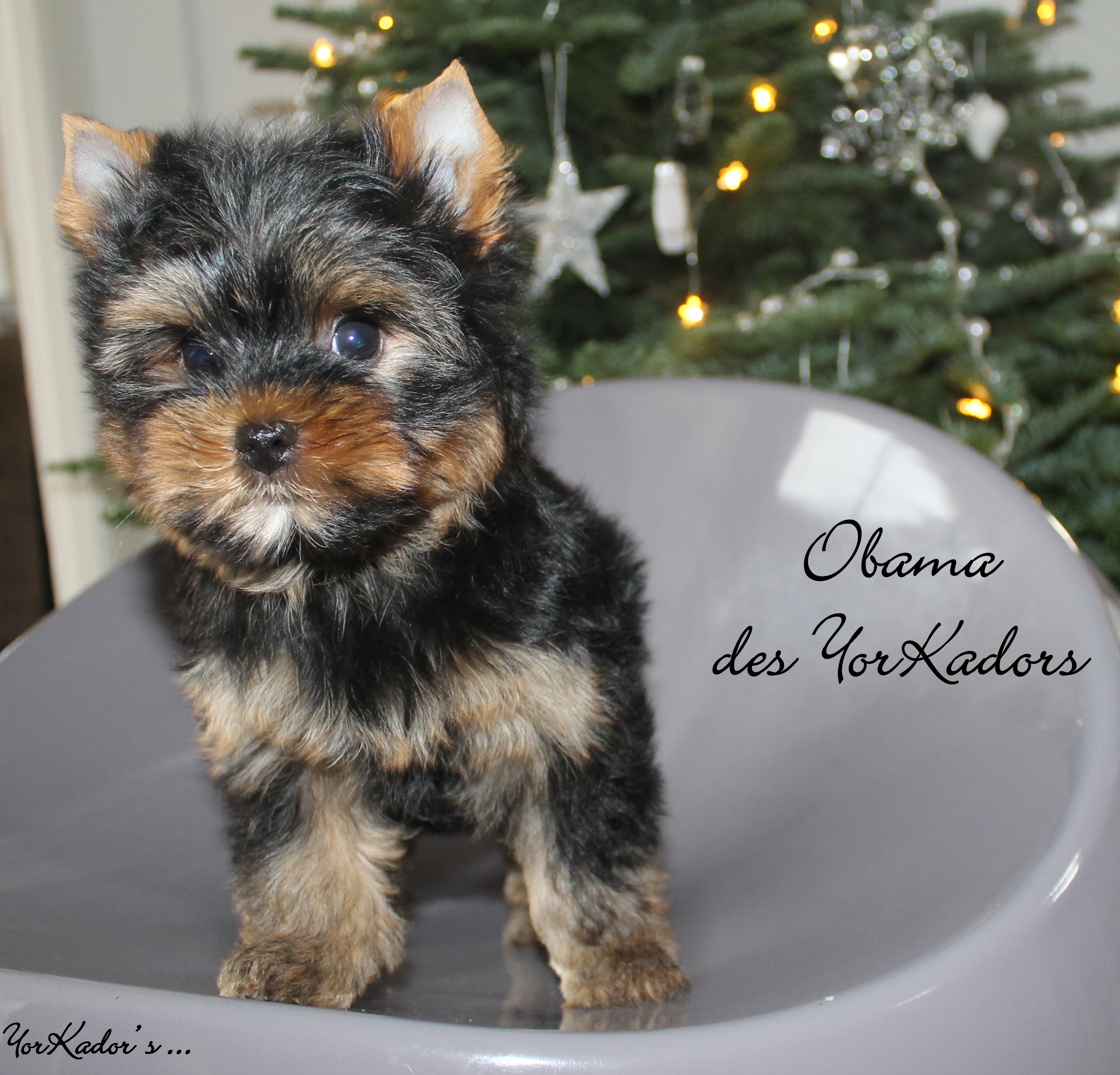 2 mois allure et fourrure exceptionnelles, joli visage, 3 kg adulte, équilibré calme et très posé. 1500 euros. RESERVE