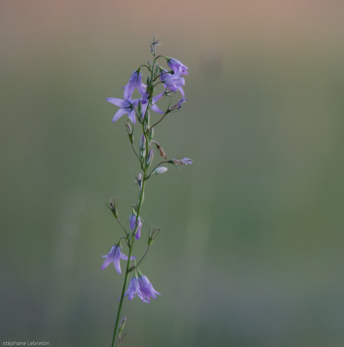 Campanule s lebreton 4