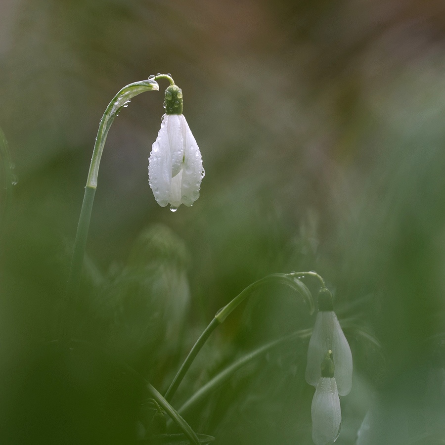 Perce neiges s lebreton 7