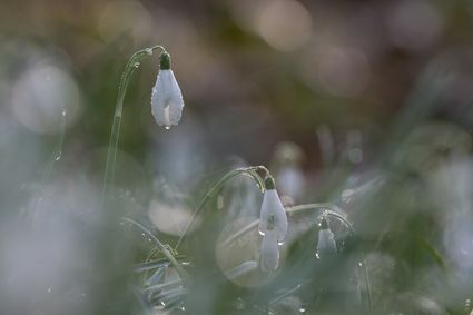 Perce neiges s lebreton