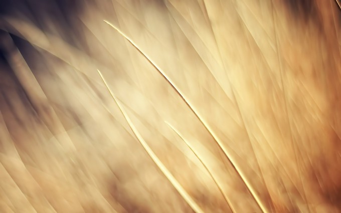 Beige-nature-wallpaper-680x425