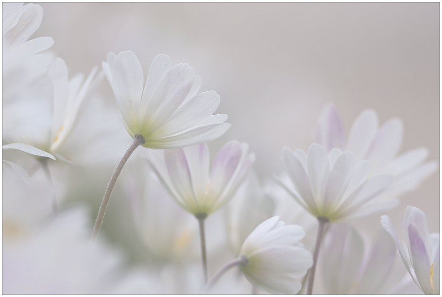 Marguerite-transparetn-blanc-