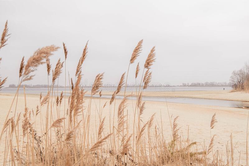 Pampas-grass-outdoor-light-pastel-colors-dry-reeds-boho-style-high-quality-photo-202649070