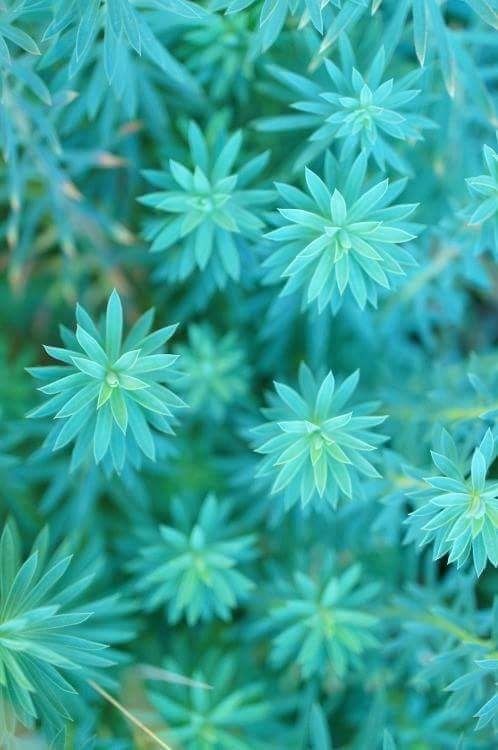 Plante-bleue