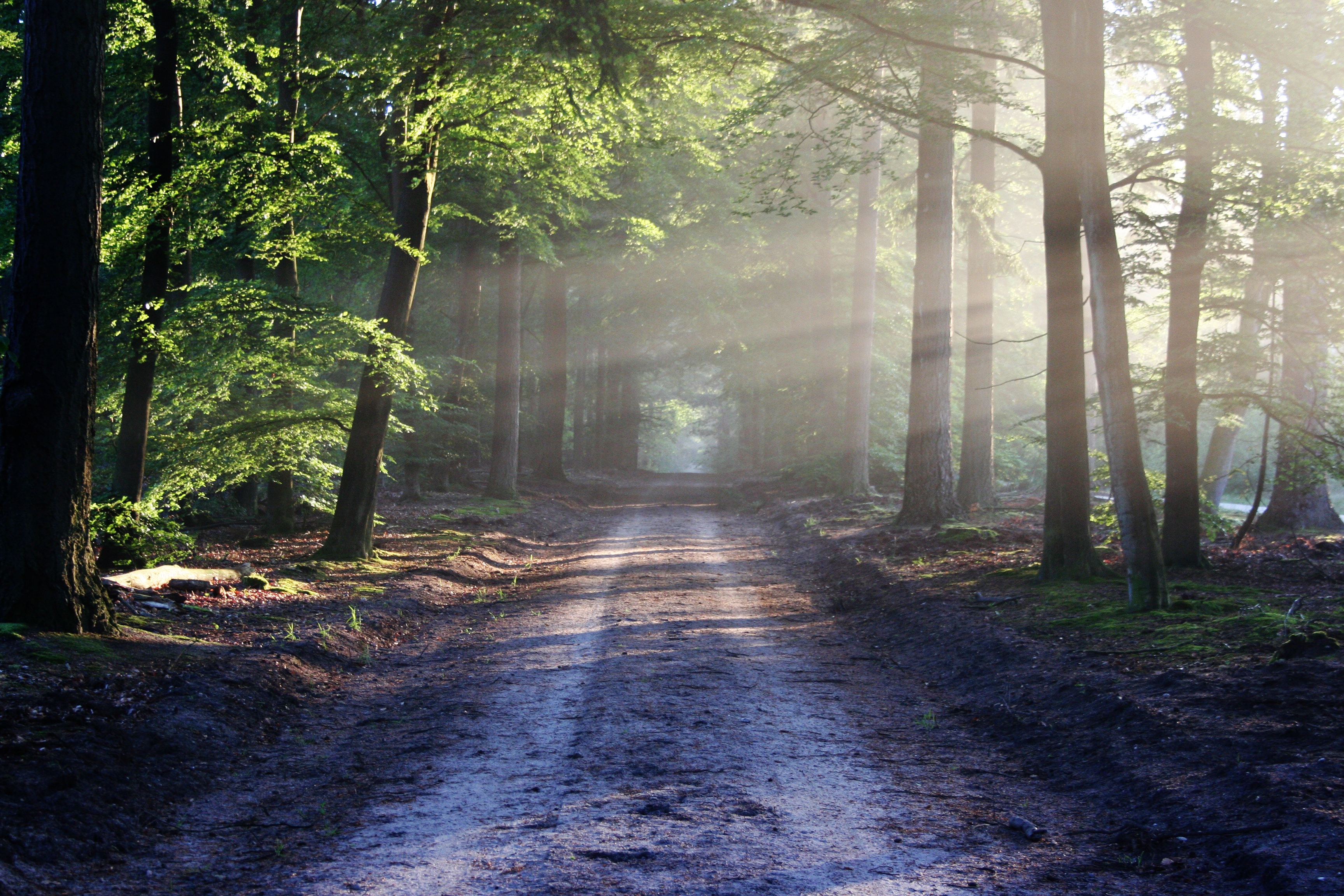 Road sun rays path