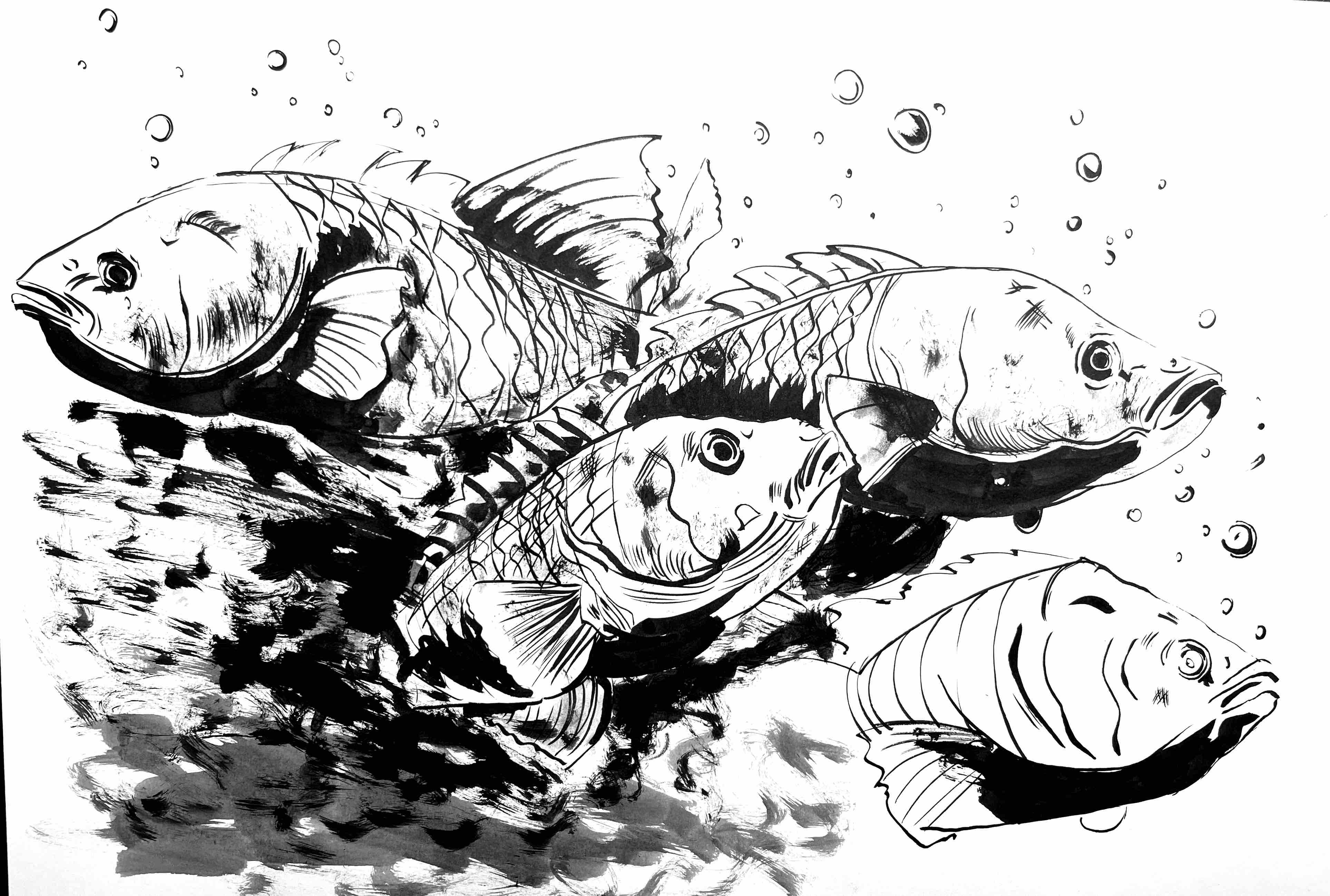 Dessin poisson frederic pierrat