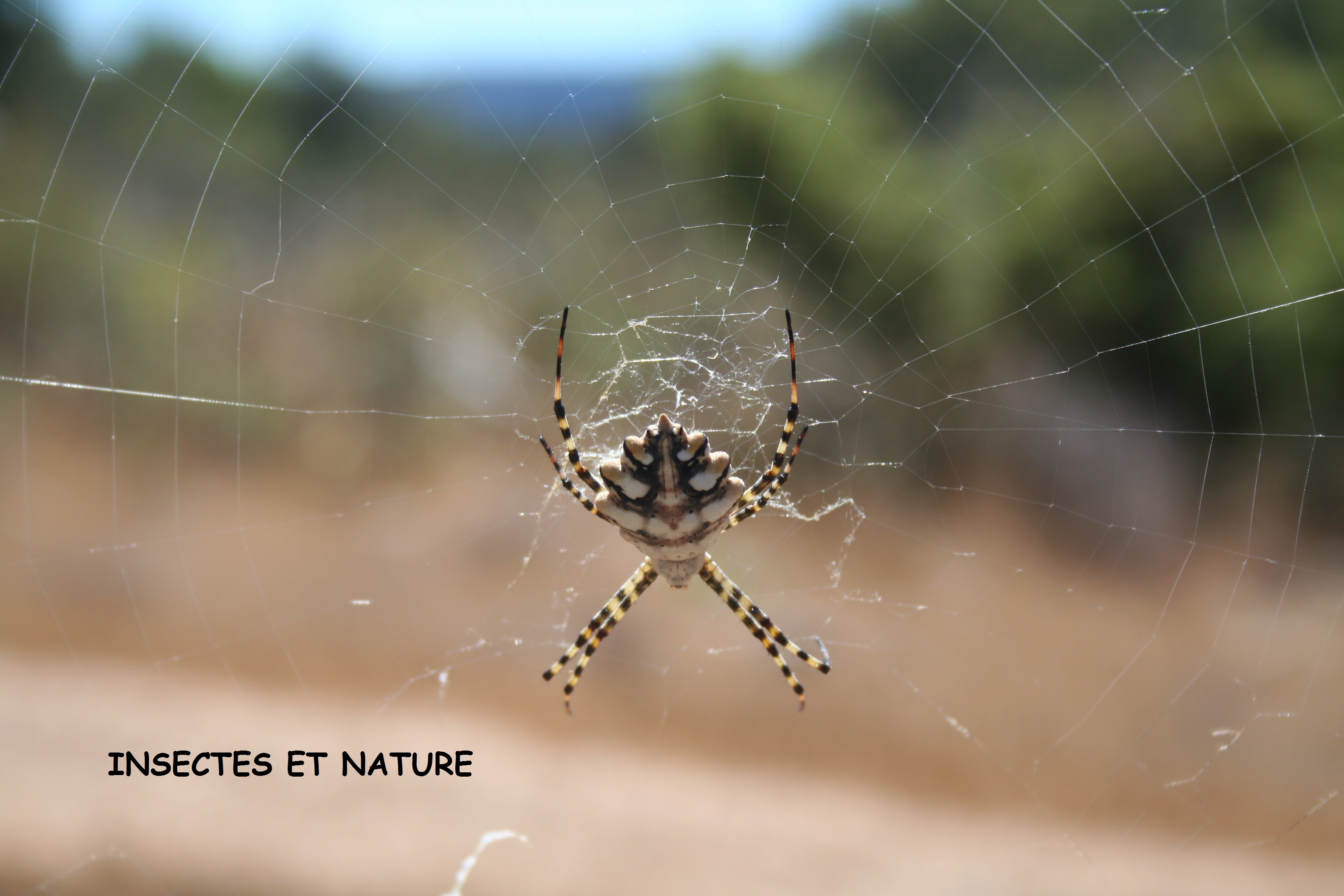 Argiope