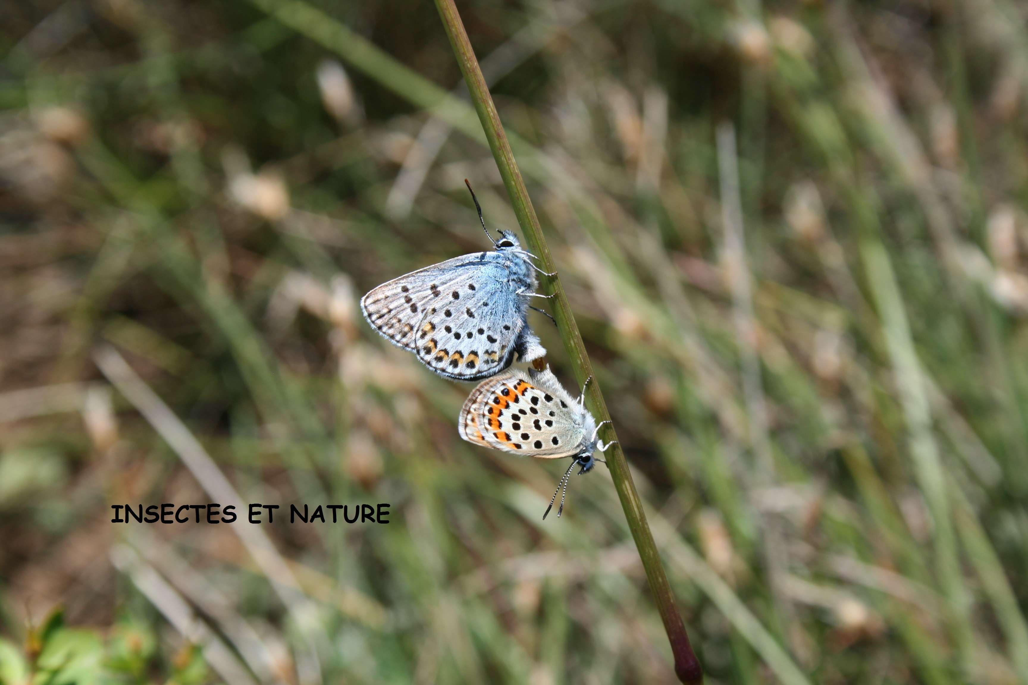Papillon