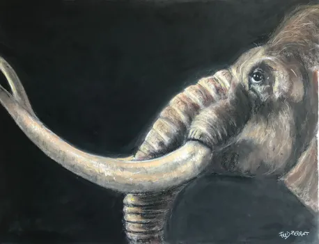 dessin pastel mammouth dessin et illustrationpar frédéric pierrat