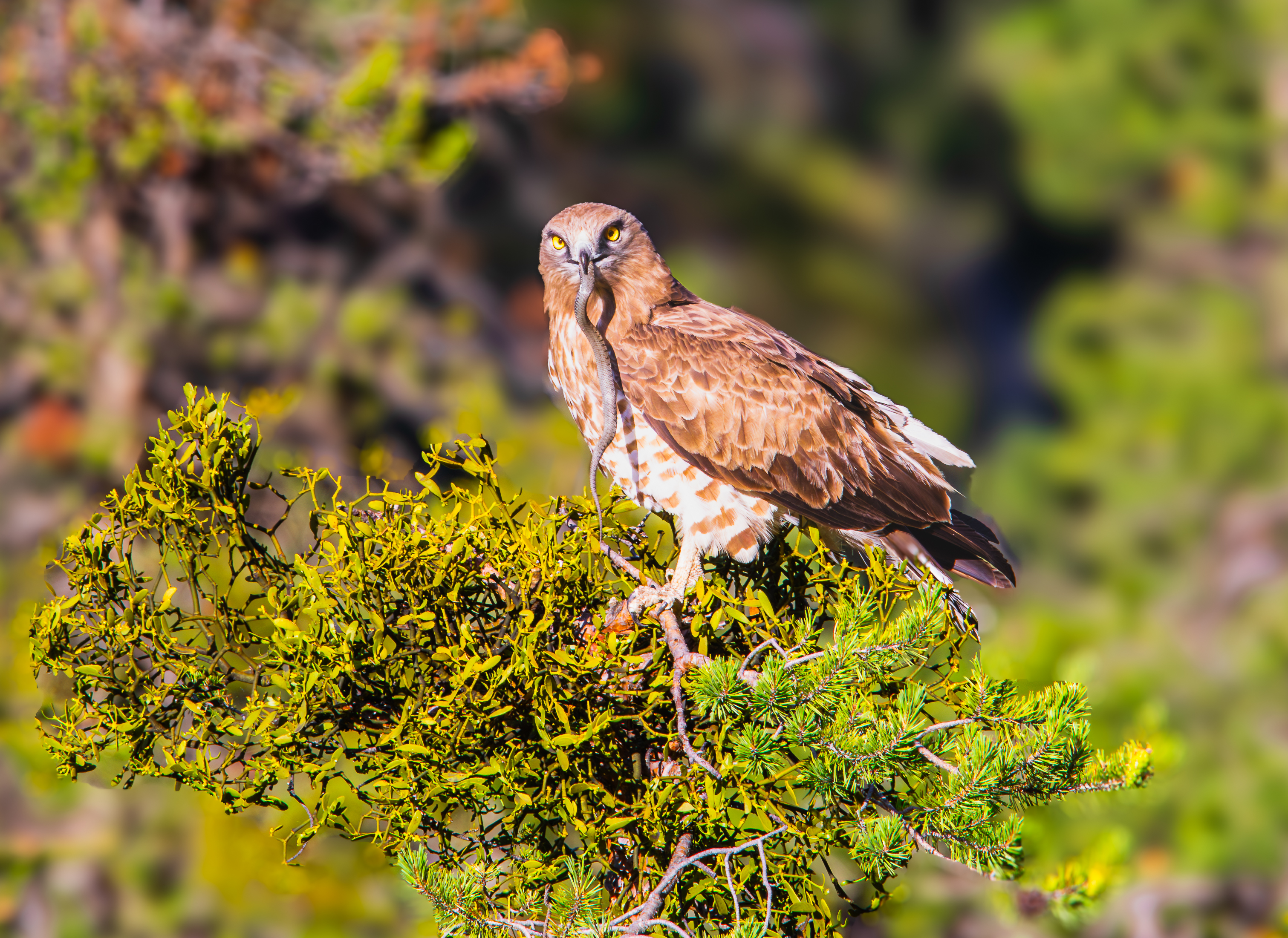 7j2a3406 avec accentuation bruit